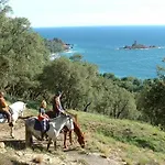 Alfonsa